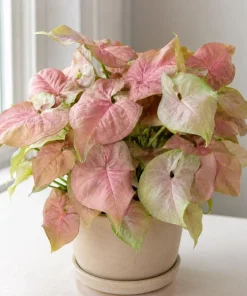 Neon Robusta Syngonium Live Plant - Pink Arrowhead, 4 Inch Pot, Indoor - Image 2