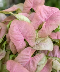 Neon Robusta Syngonium Live Plant - Pink Arrowhead, 4 Inch Pot, Indoor - Image 3