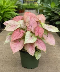 Neon Robusta Syngonium Live Plant - Pink Arrowhead, 4 Inch Pot, Indoor - Image 4