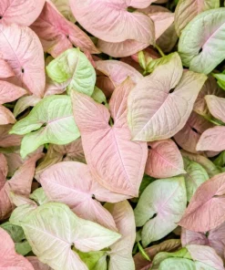 Neon Robusta Syngonium Live Plant - Pink Arrowhead, 4 Inch Pot, Indoor - Image 6