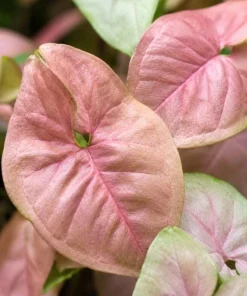 Neon Robusta Syngonium Live Plant - Pink Arrowhead, 4 Inch Pot, Indoor - Image 7