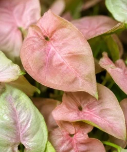 Neon Robusta Syngonium Live Plant - Pink Arrowhead, 4 Inch Pot, Indoor - Image 9