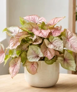 Neon Robusta Syngonium Live Plant - Pink Arrowhead, 4 Inch Pot, Indoor - Image 1