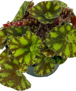 Neon Splash Begonia Live Plant – 3.75" Pot – Indoor Houseplant - Image 2