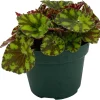 Neon Splash Begonia Live Plant – 3.75" Pot – Indoor Houseplant - Image 1