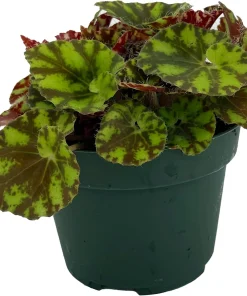 Neon Splash Begonia Live Plant – 3.75