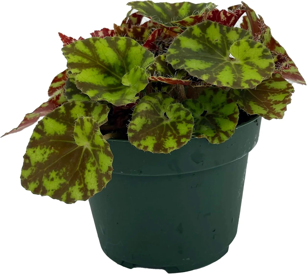 Neon Splash Begonia Live Plant – 3.75" Pot – Indoor Houseplant - Image 1