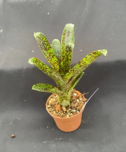 Neoregelia Mo Peppa Please Bromeliad Live Plant - Small, 3 inch Pot - Image 2