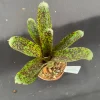 Neoregelia Mo Peppa Please Bromeliad Live Plant - Small, 3 inch Pot - Image 1