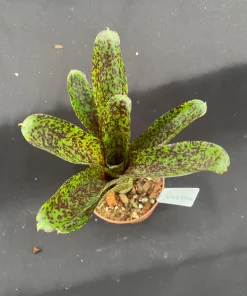Neoregelia Mo Peppa Please Bromeliad Live Plant - Small, 3 inch Pot - Image 1