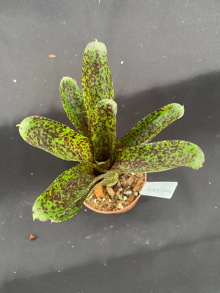Neoregelia Mo Peppa Please Bromeliad Live Plant - Small, 3 inch Pot - Image 1