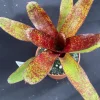 Neoregelia Red Waif Dwarf Bromeliad Live Plant - Rooted, 3" Pot - Image 1