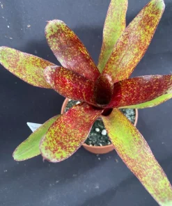 Neoregelia Red Waif Dwarf Bromeliad Live Plant - Rooted, 3" Pot - Image 1
