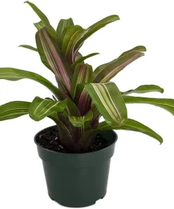 Neoregelia 'Zoe' Bromeliad Live Plant - 4" Pot - Indoor Houseplant - Image 2