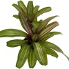 Neoregelia 'Zoe' Bromeliad Live Plant - 4" Pot - Indoor Houseplant - Image 1