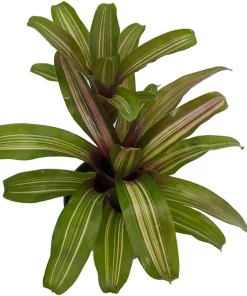 Neoregelia 'Zoe' Bromeliad Live Plant - 4