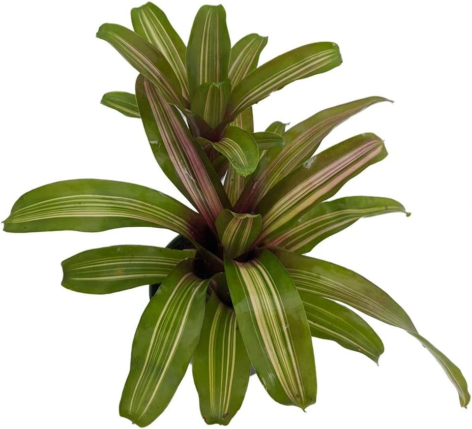 Neoregelia 'Zoe' Bromeliad Live Plant - 4" Pot - Indoor Houseplant - Image 1