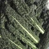 Nero di Toscana Kale Seeds - Black Palm Kale, Heirloom Vegetable Seeds, 100 Seeds - Image 1