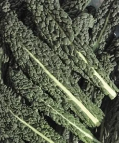 Nero di Toscana Kale Seeds - Black Palm Kale, Heirloom Vegetable Seeds, 100 Seeds - Image 1