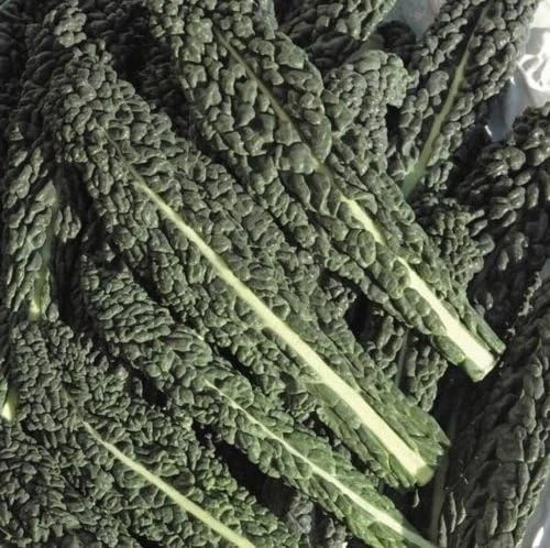 Nero di Toscana Kale Seeds - Black Palm Kale, Heirloom Vegetable Seeds, 100 Seeds - Image 1