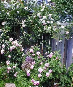 New Dawn Climbing Rose Live Plant - 4" Pot - Most Popular Rose for Gardens - Image 2