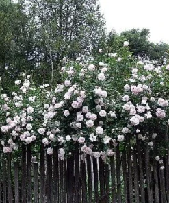 New Dawn Climbing Rose Live Plant - 4