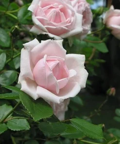 New Dawn Climbing Rose Live Plant - 4
