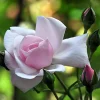 New Dawn Climbing Rose Live Plant - 4" Pot - Most Popular Rose for Gardens - Image 1