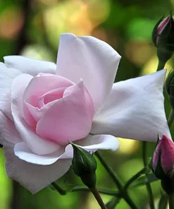New Dawn Climbing Rose Live Plant - 4