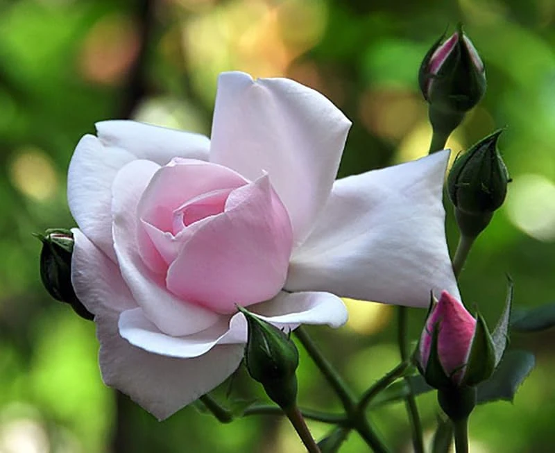 New Dawn Climbing Rose Live Plant - 4" Pot - Most Popular Rose for Gardens - Image 1