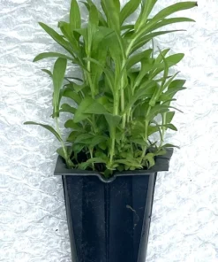 New England Aster Live Plant – Native Perennial – 4-Pack Plug Seedlings – Outdoor - Image 3