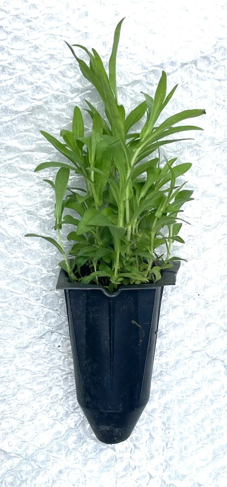 New England Aster Live Plant – Native Perennial – 4-Pack Plug Seedlings – Outdoor - Image 3