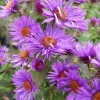 New England Aster Live Plant – Native Perennial – 4-Pack Plug Seedlings – Outdoor - Image 1