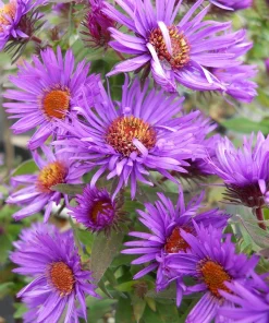 New England Aster Live Plant – Native Perennial – 4-Pack Plug Seedlings – Outdoor - Image 1