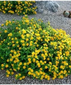 New Gold Lantana Live Plant - Golden Yellow Flowering Perennial Ground Cover - 1 Gallon Pot - Image 2