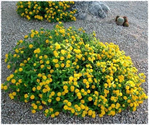 New Gold Lantana Live Plant - Golden Yellow Flowering Perennial Ground Cover - 1 Gallon Pot - Image 2