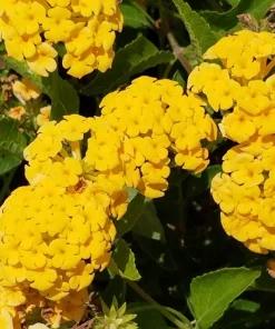 New Gold Lantana Live Plant - Golden Yellow Flowering Perennial Ground Cover - 1 Gallon Pot - Image 3