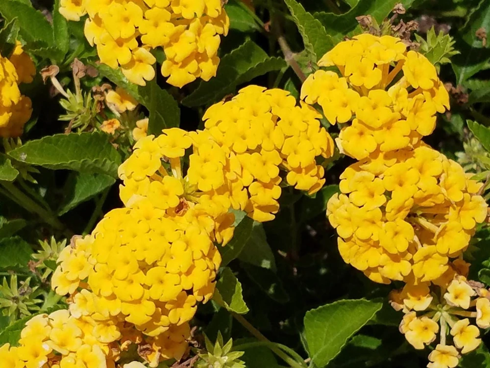New Gold Lantana Live Plant - Golden Yellow Flowering Perennial Ground Cover - 1 Gallon Pot - Image 3