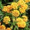 New Gold Lantana Live Plant - Golden Yellow Flowering Perennial Ground Cover - 1 Gallon Pot - Image 1
