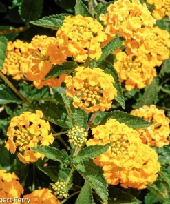 New Gold Lantana Live Plant - Golden Yellow Flowering Perennial Ground Cover - 1 Gallon Pot - Image 1