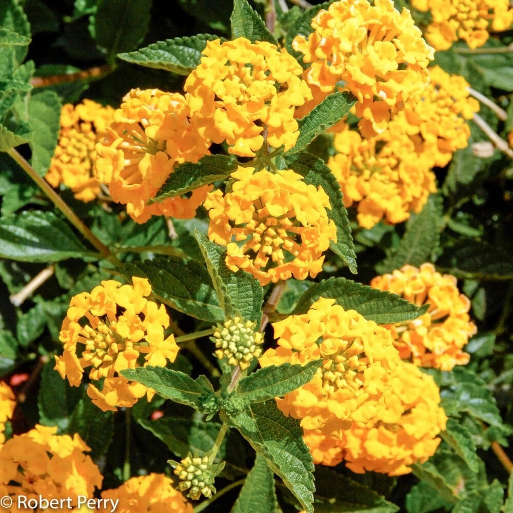 New Gold Lantana Live Plant - Golden Yellow Flowering Perennial Ground Cover - 1 Gallon Pot - Image 1