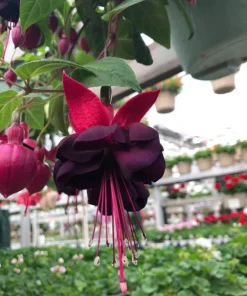 New Millennium Fuchsia Live Plant – 6