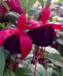 New Millennium Fuchsia Live Plant – 6