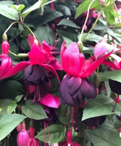 New Millennium Fuchsia Live Plant – 6