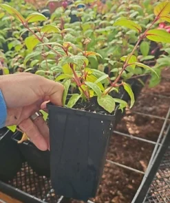 New Millennium Fuchsia Live Plant – 6