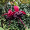 New Millennium Fuchsia Live Plant – 6" Pot – Shade-Loving Ornamental Flowering Plant – Hanging Basket Style - Image 1