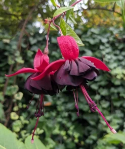 New Millennium Fuchsia Live Plant – 6