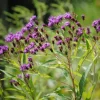 New York Ironweed Starter Plugs - 10-Pack Live Native Perennial Plants - Image 1
