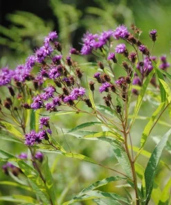New York Ironweed Starter Plugs - 10-Pack Live Native Perennial Plants - Image 1