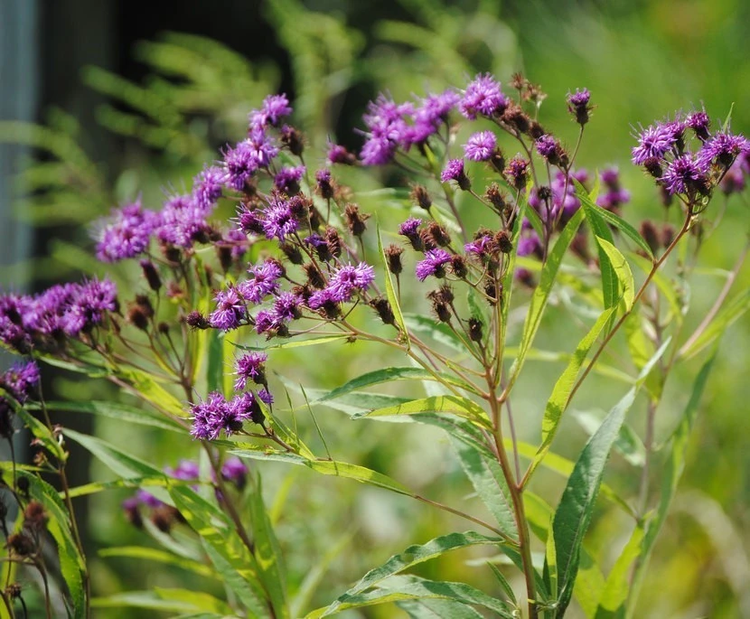New York Ironweed Starter Plugs - 10-Pack Live Native Perennial Plants - Image 1